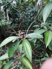 Miconia prasina