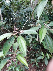 Miconia prasina