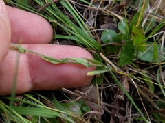 Thysanocarpus curvipes