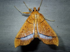 Anarmodia arcadiusalis