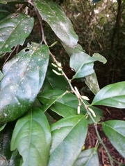 Lacistema aggregatum