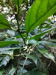 Lacistema aggregatum