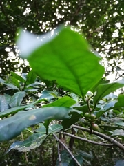 Lacistema aggregatum