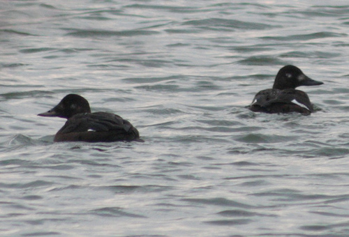 White-winged Scoter (Winter Birds of Fundy National Park / Oiseaux d ...