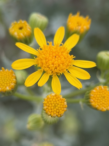 Lobeleaf Groundsel (Packera multilobata)