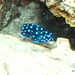 Microspathodon - Photo (c) sea-kangaroo, some rights reserved (CC BY-NC-ND), uploaded by sea-kangaroo