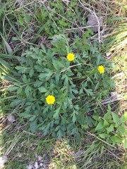 Ranunculus macranthus