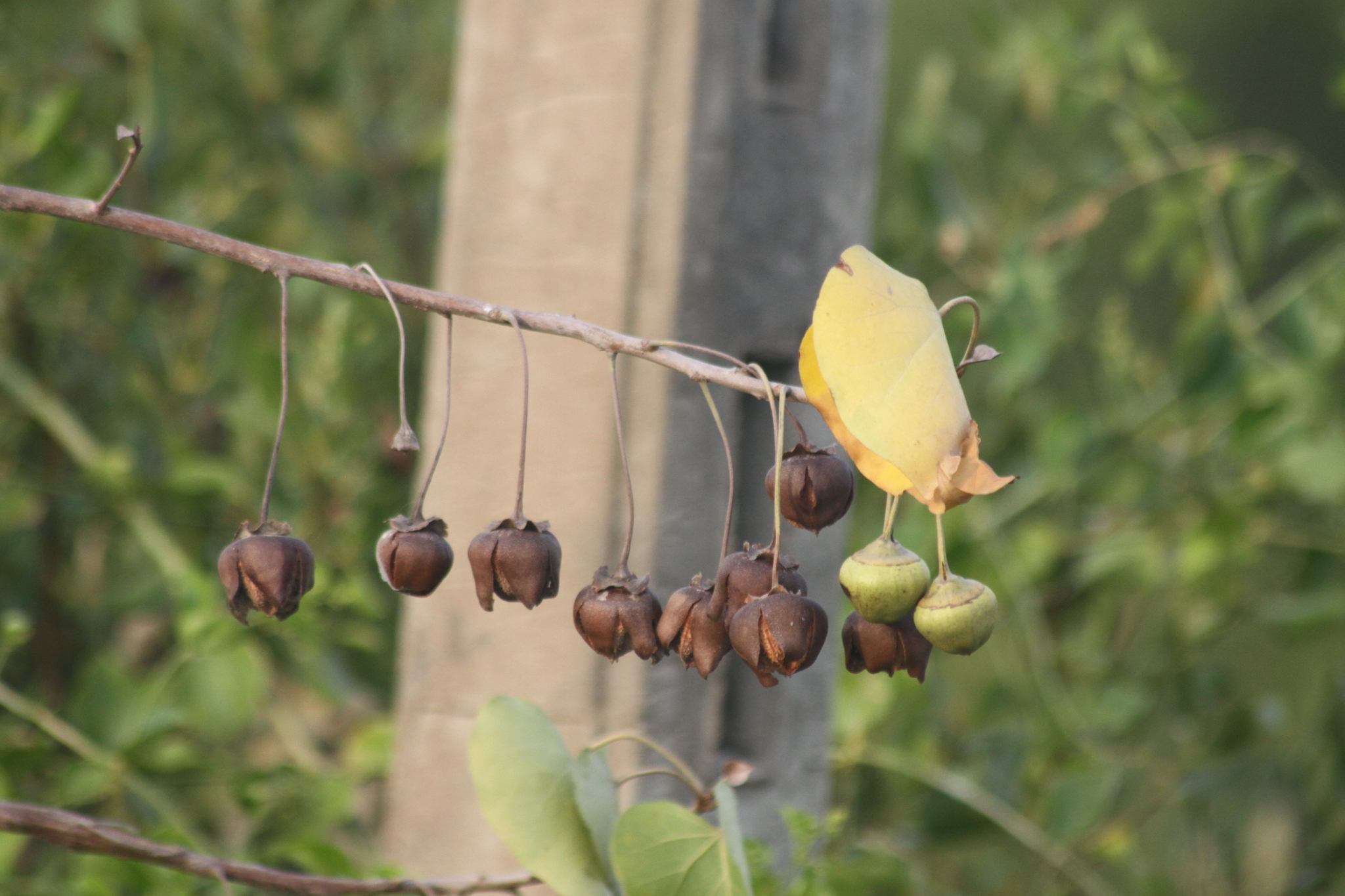 Thespesia populnea (Thespesia populnea)