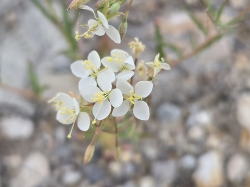 narrowleaf suncup (Eremothera refracta)