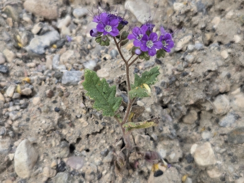 Notch-leaf Scorpionweed (Phacelia crenulata)