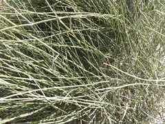 Ephedra californica