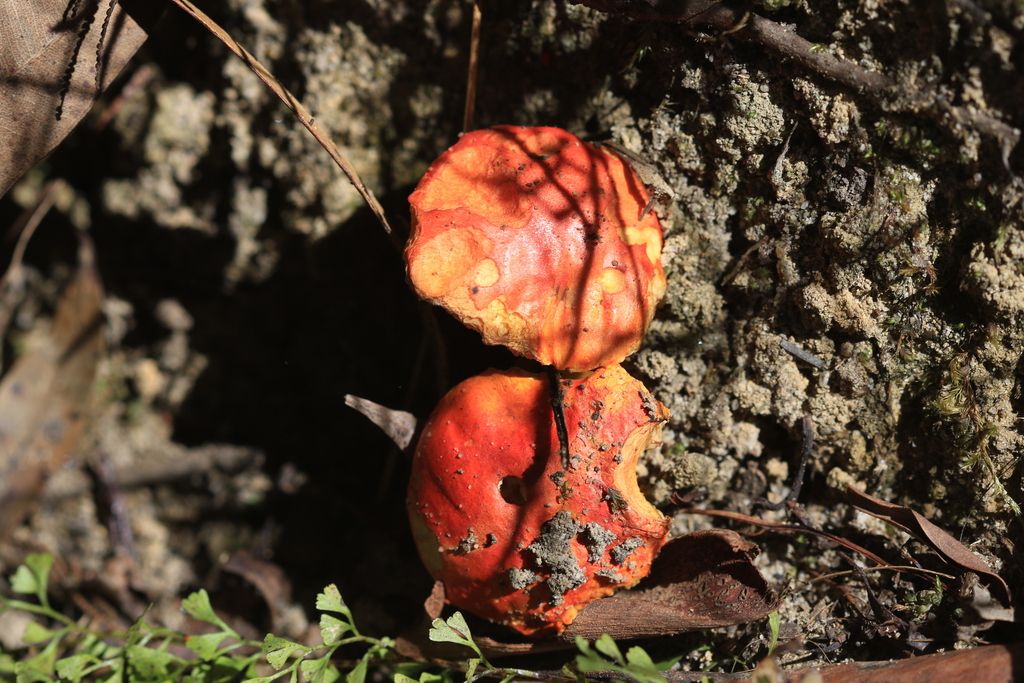 Tylopilus balloui · March 2026 · photo: © sofiazed1 (iNaturalist, cc-by)