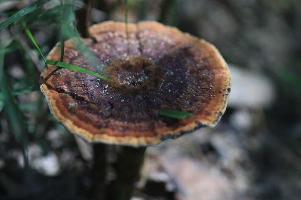 Sanguinoderma rude · March 2026 · photo: © sofiazed1 (iNaturalist, cc-by)