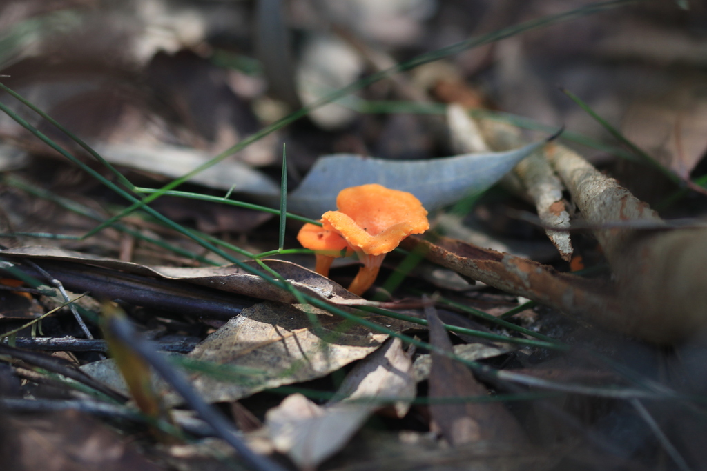 Cantharellus concinnus · March 2026 · photo: © sofiazed1 (iNaturalist, cc-by)