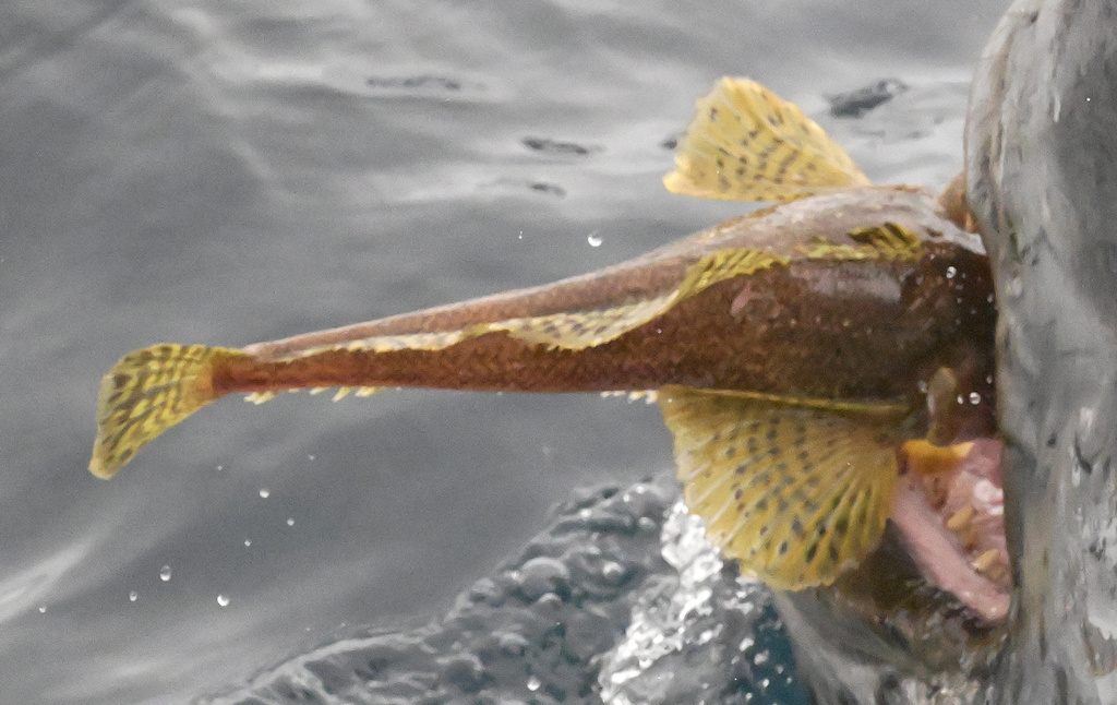 Humped rockcod (Gobionotothen gibberifrons) — Nototheniidae
