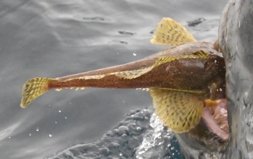 Humped rockcod (Gobionotothen gibberifrons) — Nototheniidae
