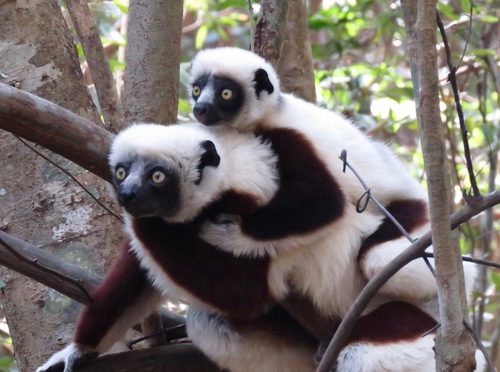 Coquerel's Sifaka