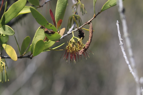 variable mistletoe (Amyema congener)