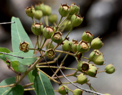 Angophora