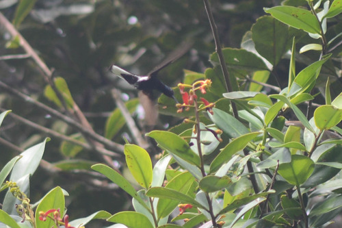 Black Jacobin (Florisuga fusca), photo 6