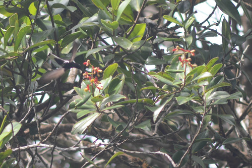 Black Jacobin (Florisuga fusca), photo 7