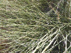 Ephedra californica