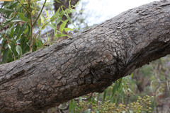 Angophora