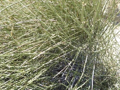 Ephedra californica