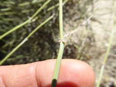 Ephedra californica