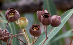 Angophora