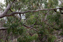 Angophora