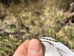 Hemicordulia intermedia