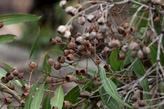 Angophora