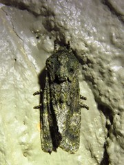 Copivaleria grotei