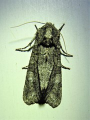 Copivaleria grotei