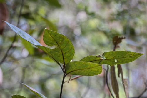 swamp redbay (Tamala palustris)