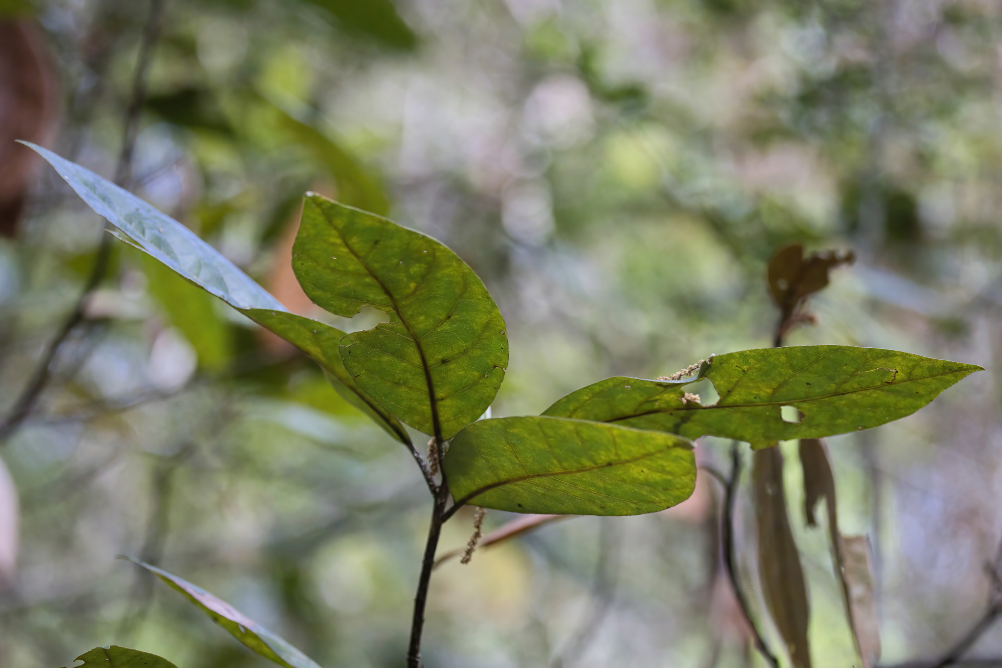 Swamp Redbay (Tamala palustris)