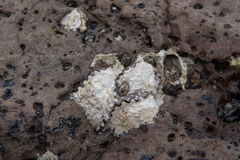 Saccostrea glomerata