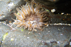 Anthopleura buddemeieri