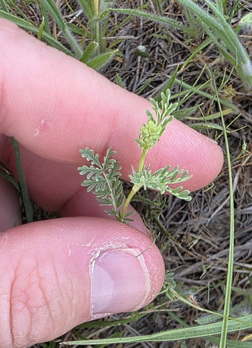 Prairie Burnet (Sanguisorba annua)