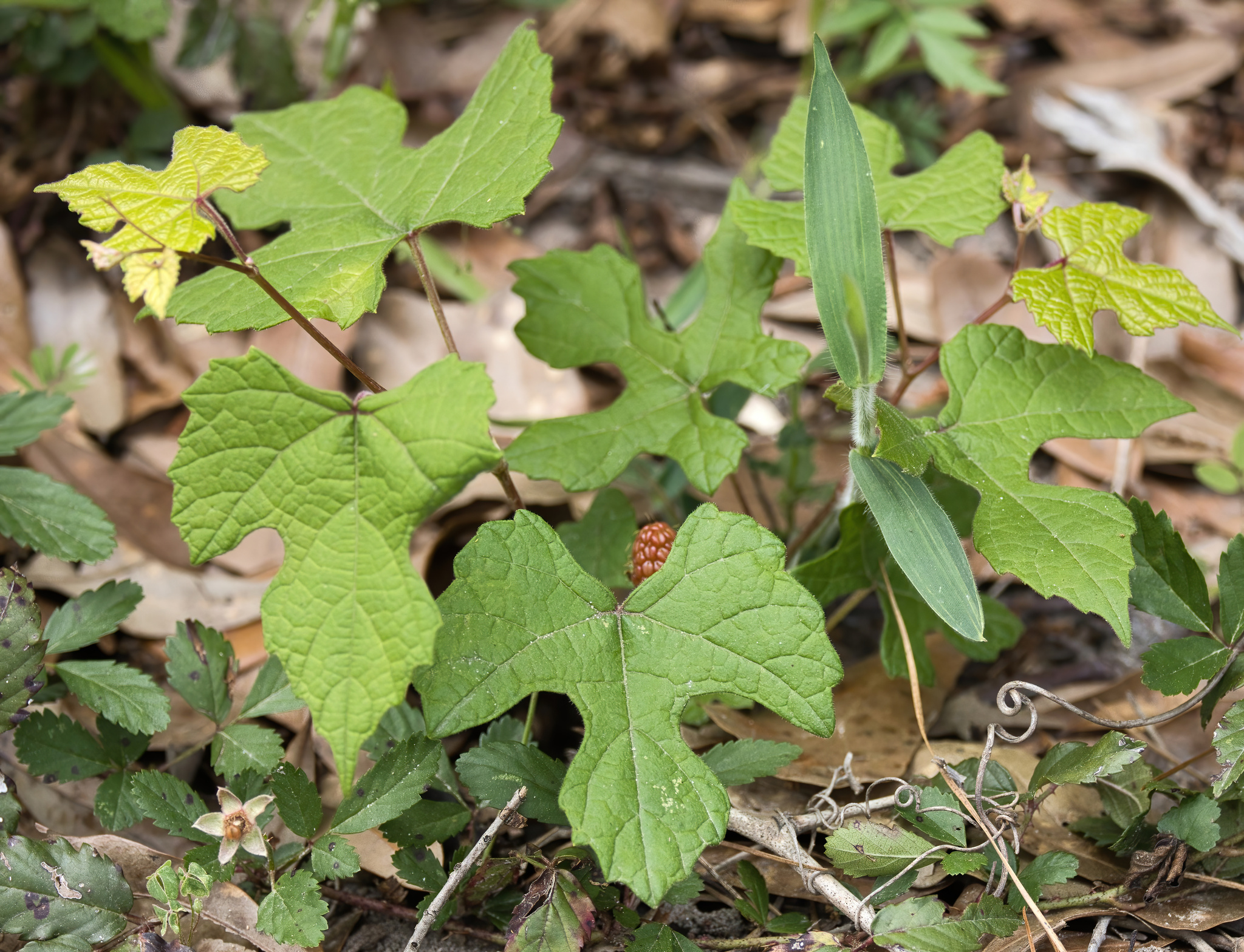 Summer Grape (Vitis aestivalis)