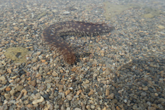 Holothuria hilla