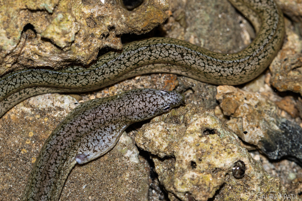 Shortfin Snake Moray