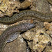 Tidepool Snakemoray - Photo (c) Gaurav Patil, some rights reserved (CC BY-NC), uploaded by Gaurav Patil