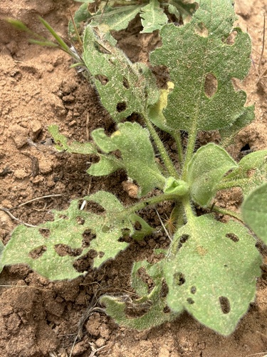 Camphorweed (Heterotheca subaxillaris)