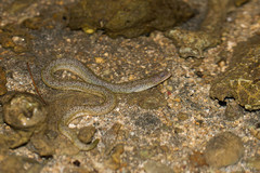 Uropterygius micropterus