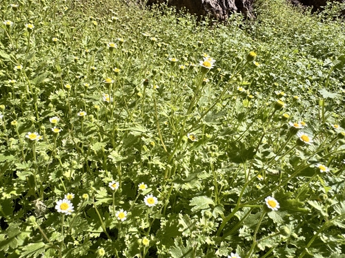 Emory's rockdaisy (Perityle emoryi)