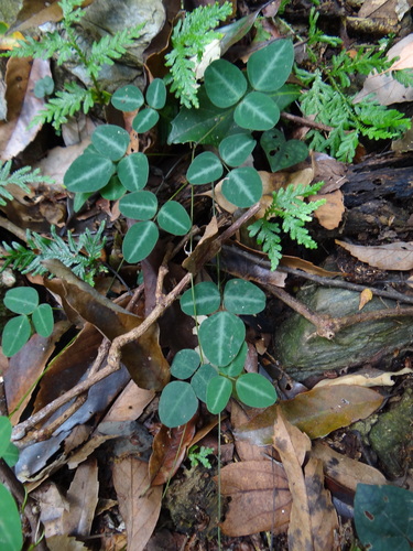 Image of Dumasia villosa by (c) 呂一起(Lu i-chi), some rights reserved (CC BY)