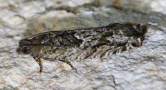 Epiblema abruptana