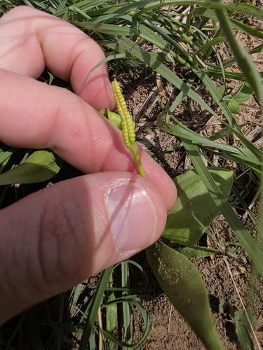 limestone adder's-tongue (Ophioglossum engelmannii)